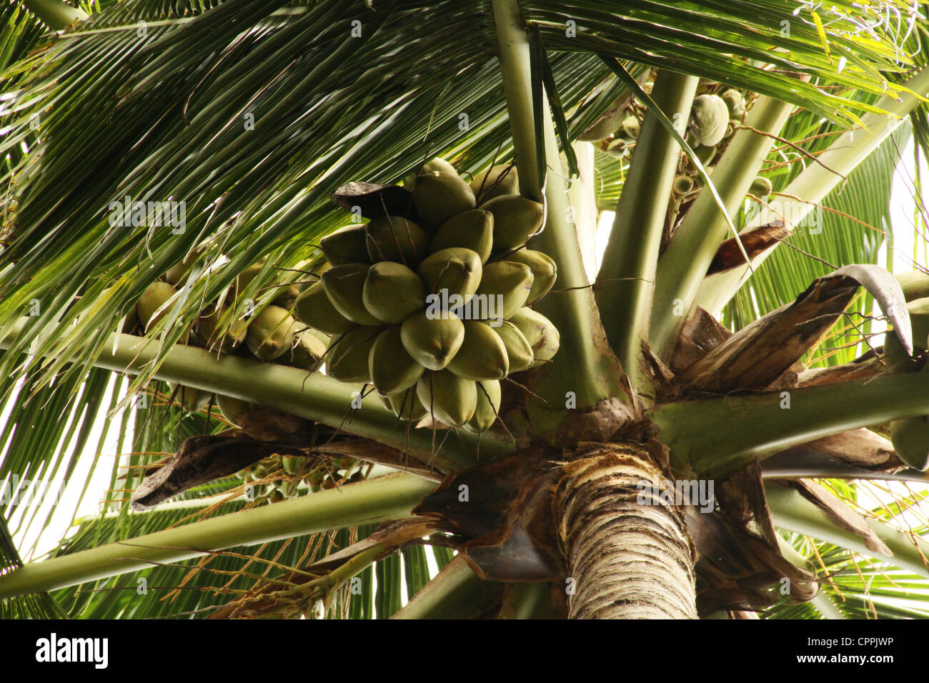 Kerala coconut tree hi-res stock photography and images - Alamy