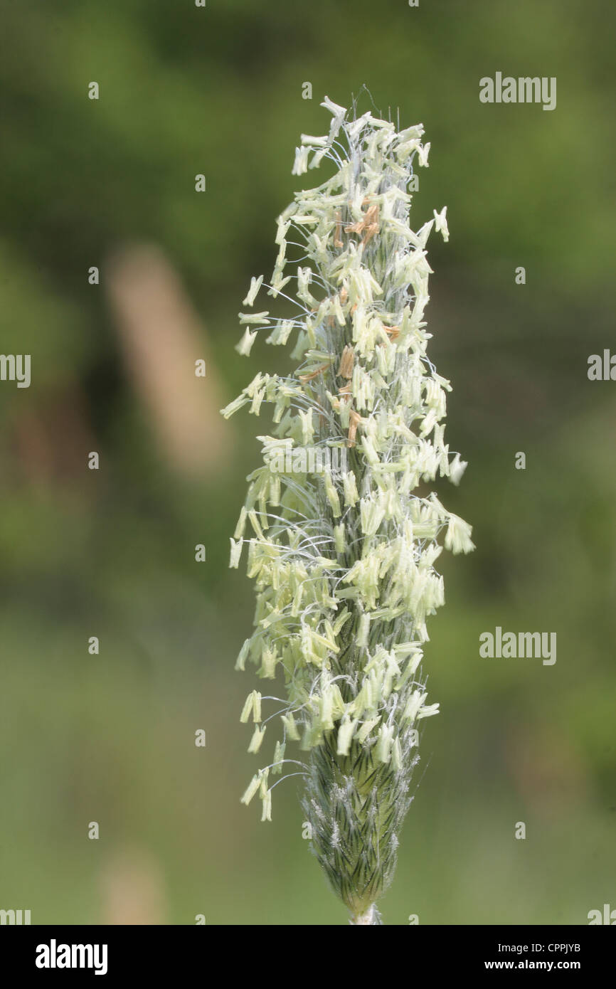 Grass Seed Head Identification Chart