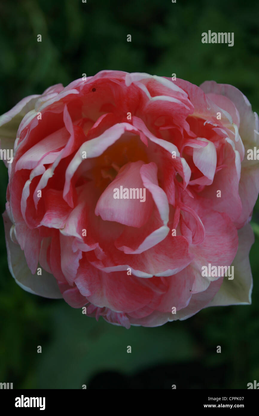off white pink tulip