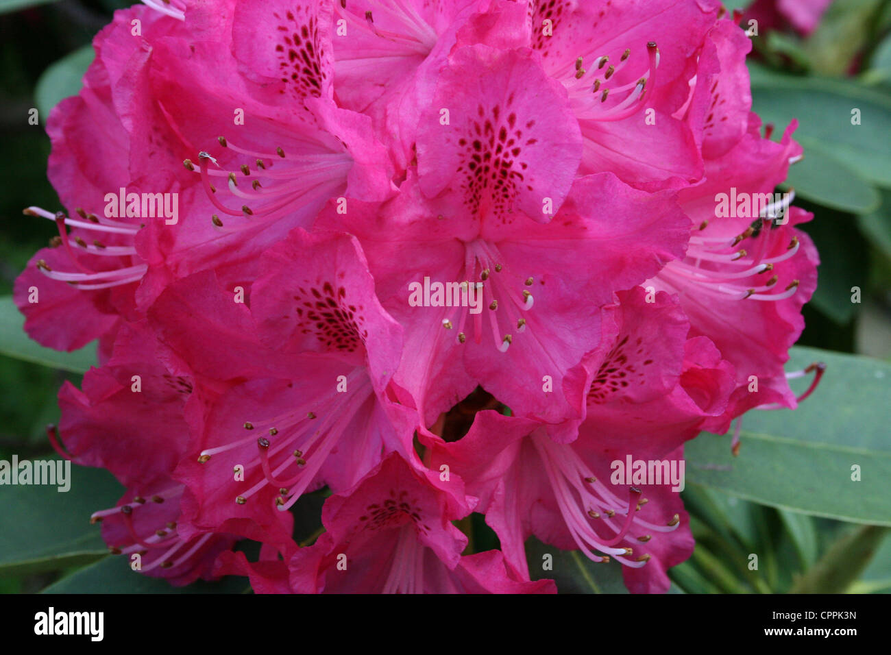 Dark pink rhododendron Stock Photo