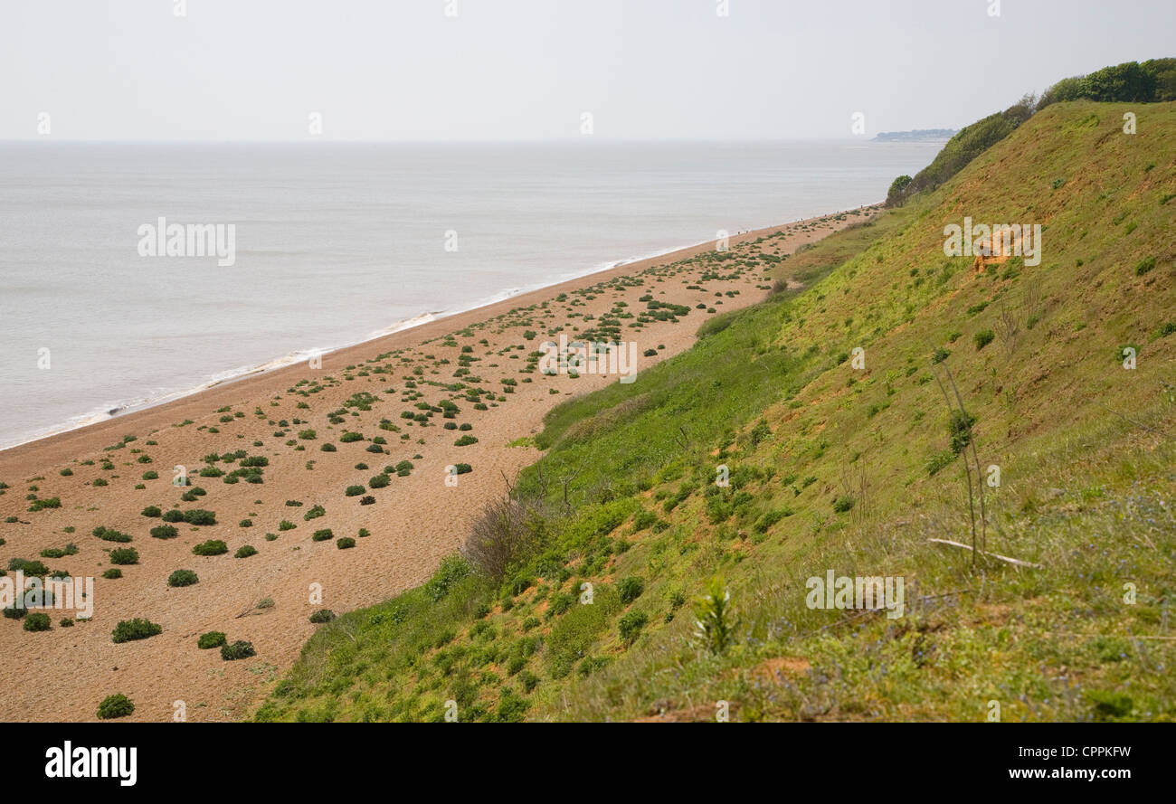 Vegetated shingle beach sea kale Bawdsey, Suffolk, England Stock Photo