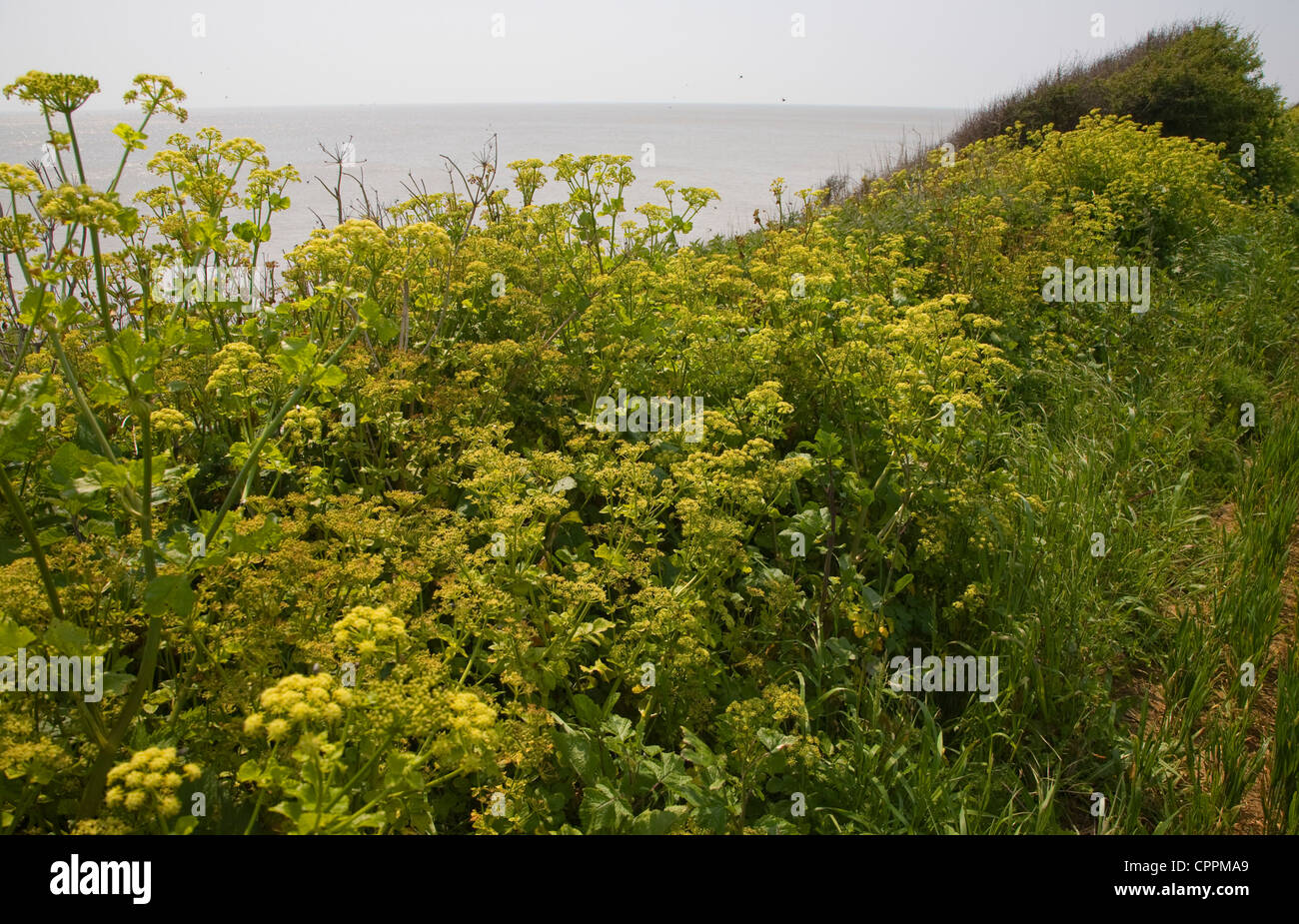 Alexanders flowering plant, Smyrnium olusatrum, growing in coastal ...