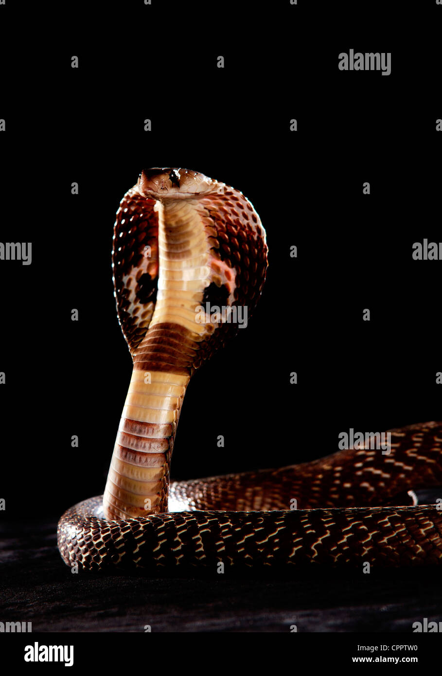 Brown Spectacle Cobra with Hood Stock Photo