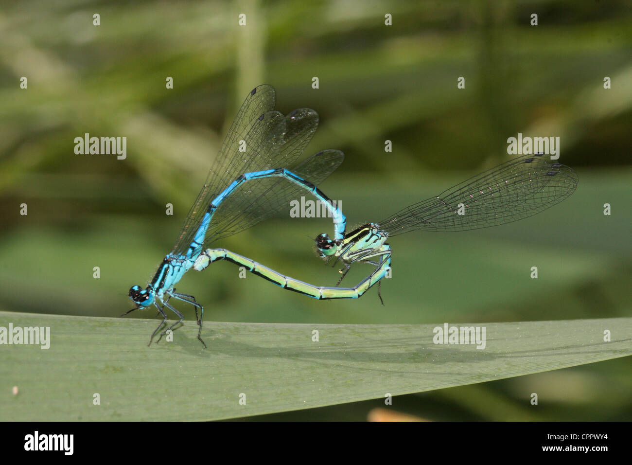 Common Blue Damselflies mating Stock Photo - Alamy