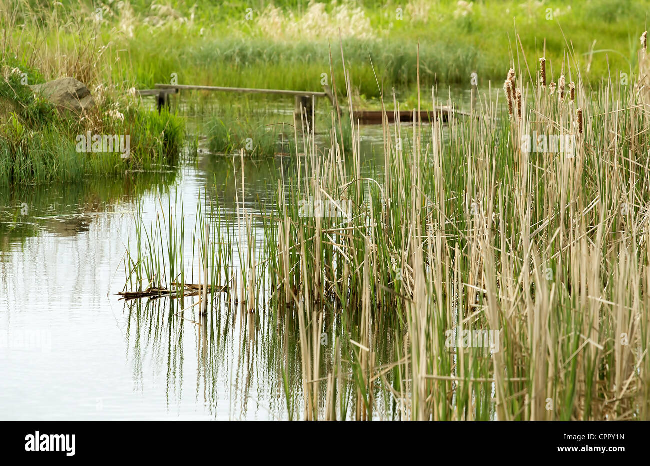 Reddss Lush reeds in river hi-res stock photography and images - Alamy
