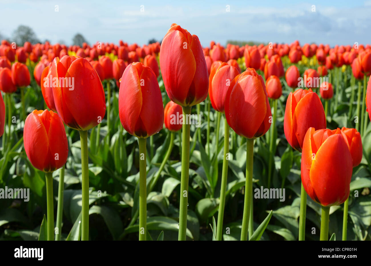 Rows of spring bulbs hi-res stock photography and images - Alamy