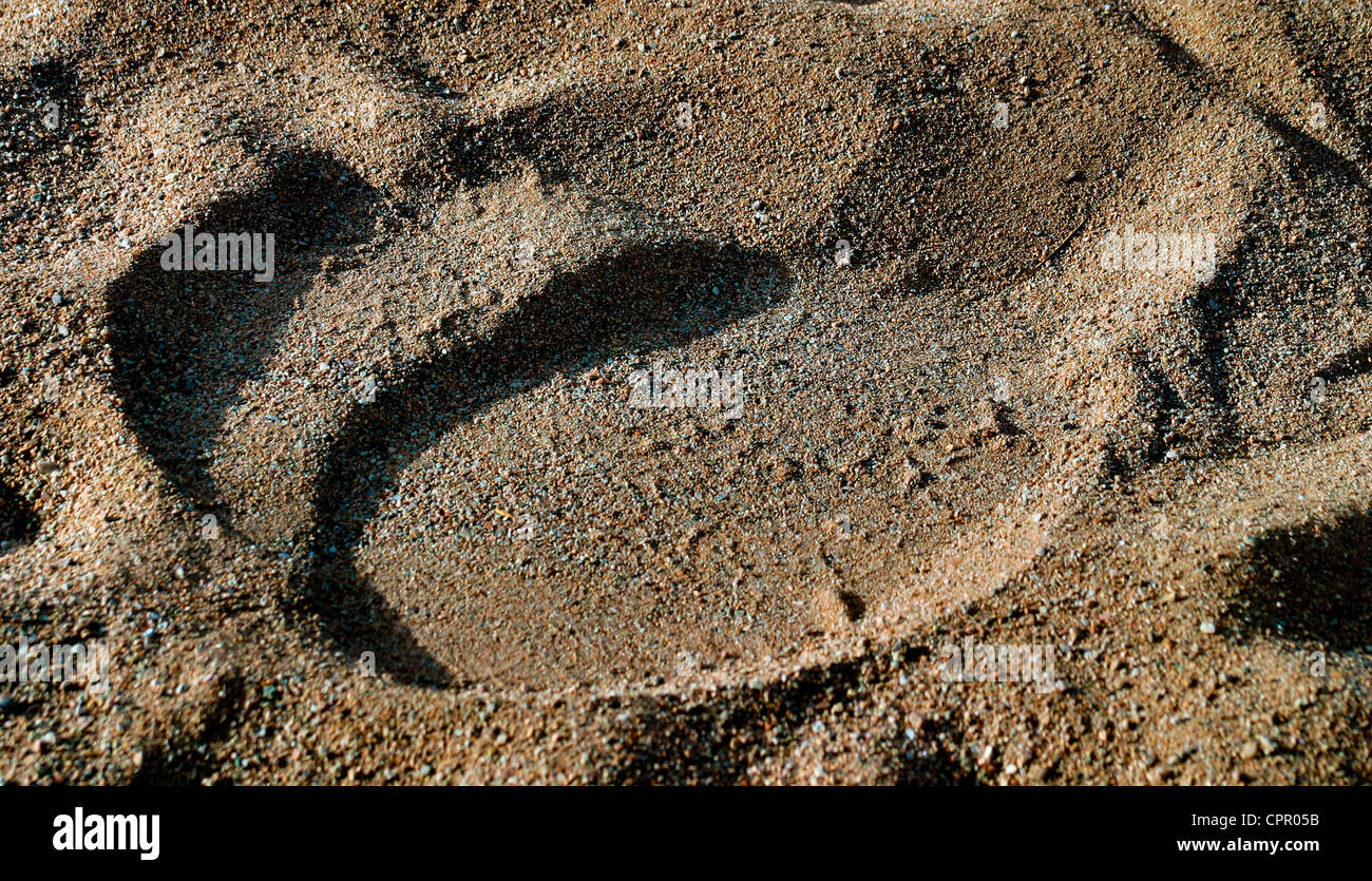 Elephant tracks The smaller back foot overlaps the larger front foot