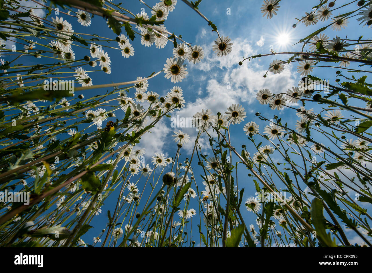 oxeye daisies photographed with wide angle looking up from the ground