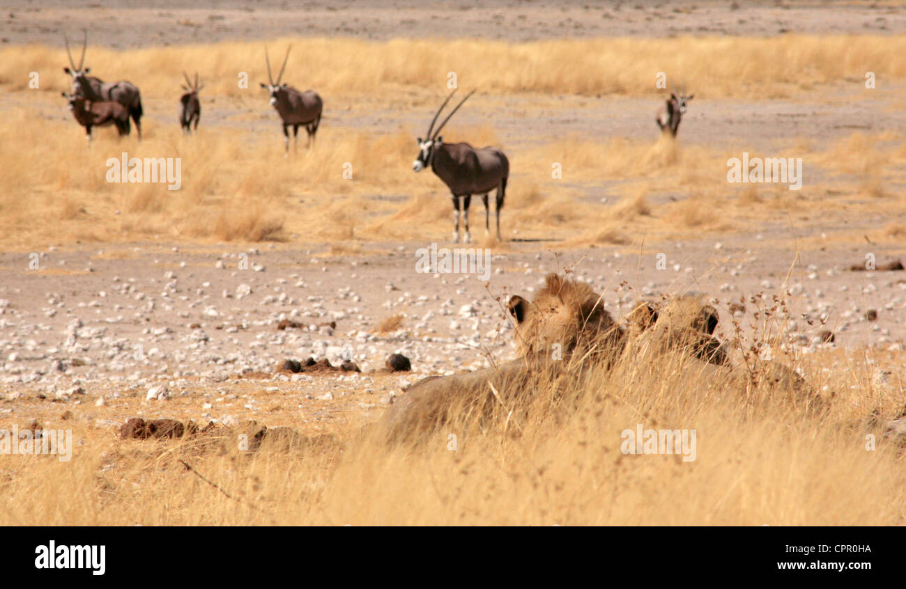 Two lions at a waterhole in Etosha pretend to be a clump of grass while a herd of Oryx decide if it's safe to approach. Stock Photo