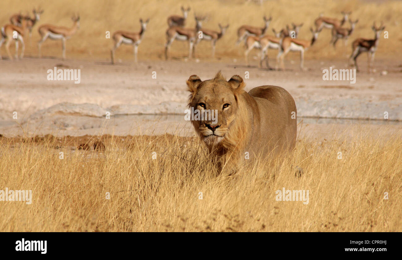 A lion on the prowl by a waterhole in Etosha every move being watched carefully by a herd of springbok hoping to drink Stock Photo