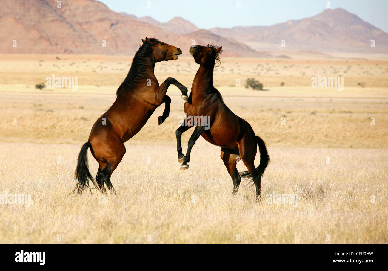 Two wild stallions standing up to each other in a big way when leadership of a small group of mares comes into question. Stock Photo