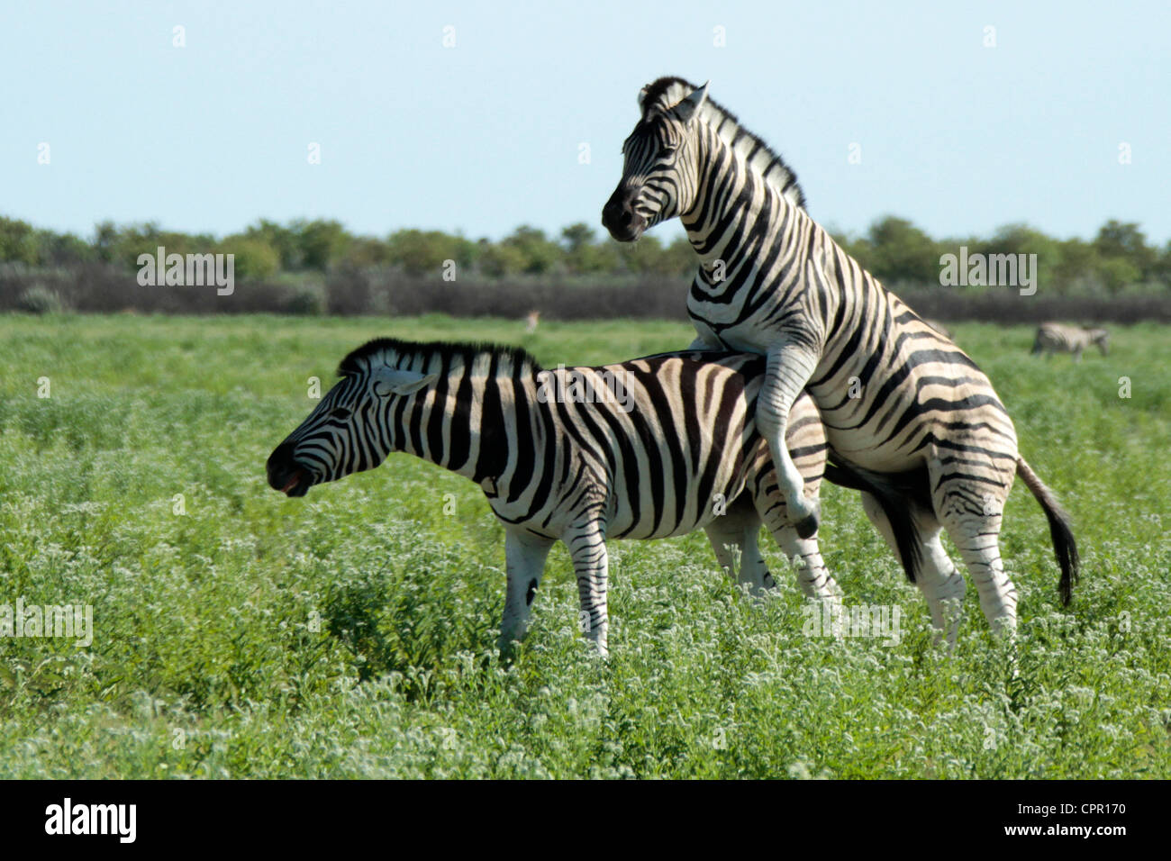 Zebras mating Stock Photo Alamy