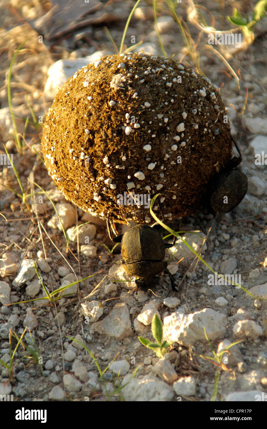 The African dung beetles male starts to roll a ball while his mate tries to stay on board and lay her eggs. Stock Photo