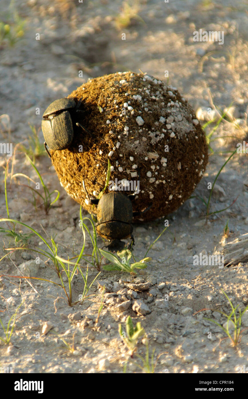 The African dung beetles male starts to roll a ball while his mate tries to stay on board and lay her eggs. Stock Photo