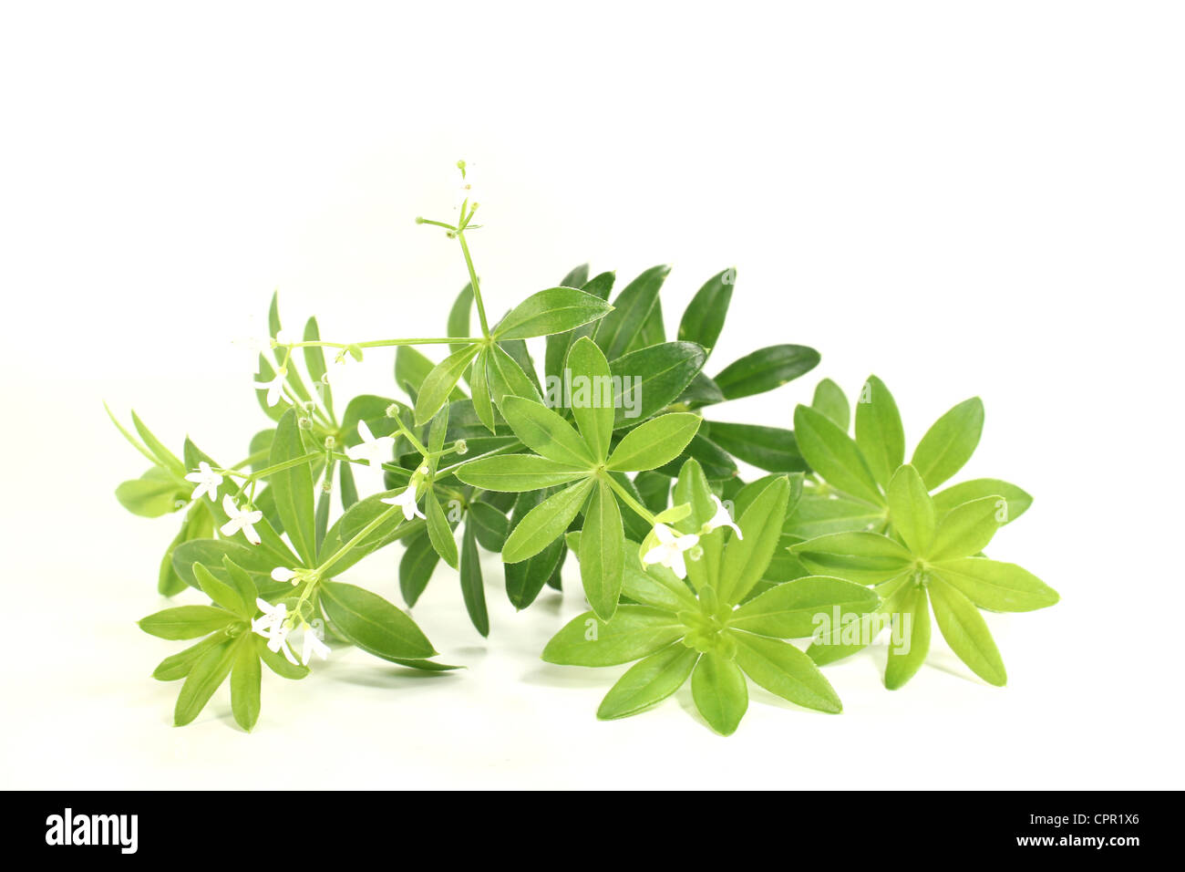fresh green sweet woodruff with flowers on a bright background Stock Photo