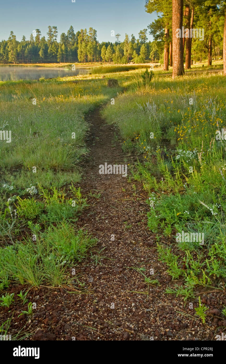 Path along White Horse Lake and ponderosa pines (Pinus ponderosa) in