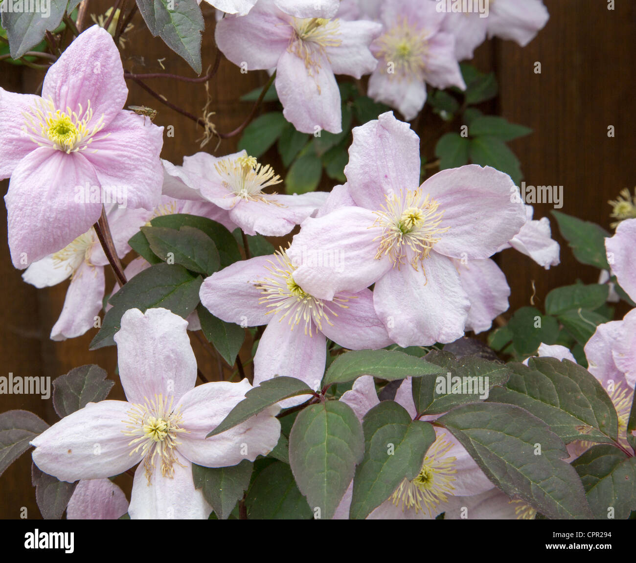 pink clematis montana Stock Photo Alamy
