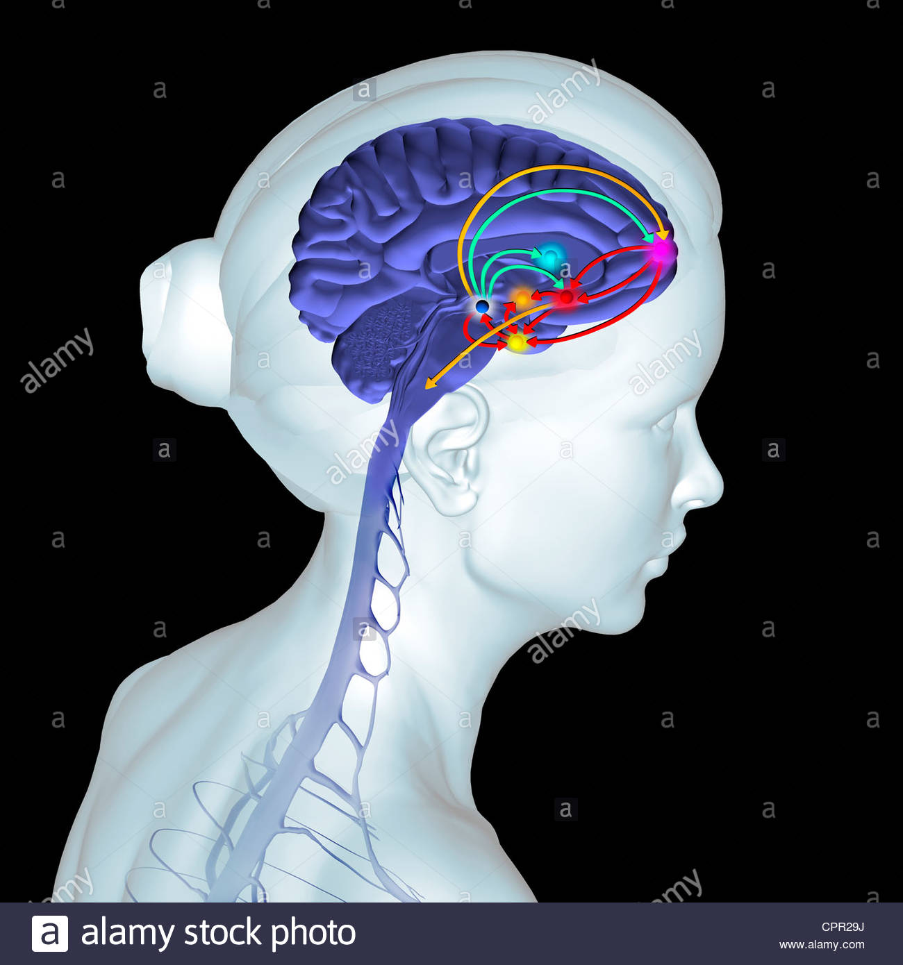 Neurologies stock photos neurologies stock images alamy