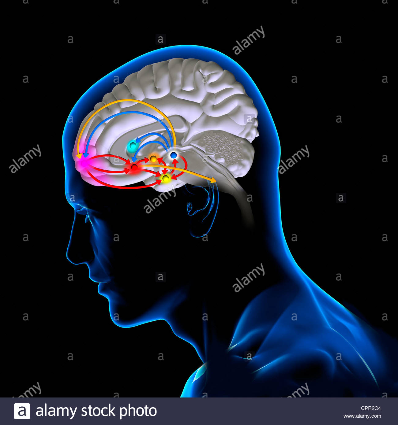 Limbic System Stock Photos & Limbic System Stock Images - Page 2 - Alamy