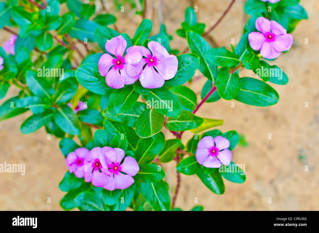 Impatiens Walleriana High Resolution Stock Photography And Images Alamy