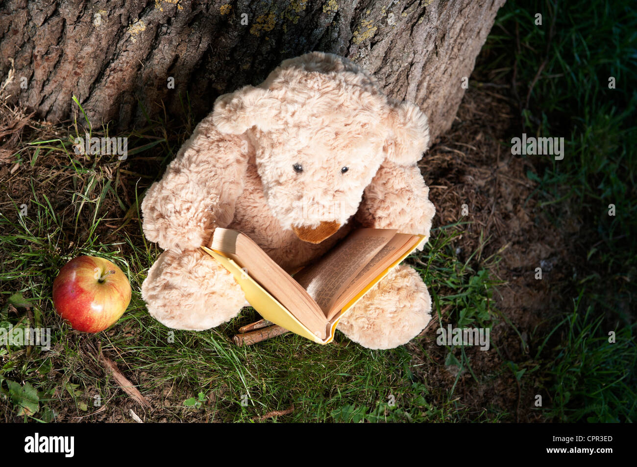 teddy bear reading a book under a tree Stock Photo Alamy
