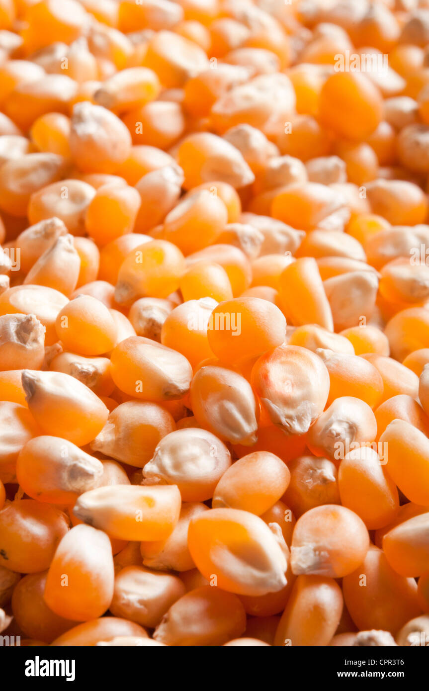 Maize grain hires stock photography and images Alamy