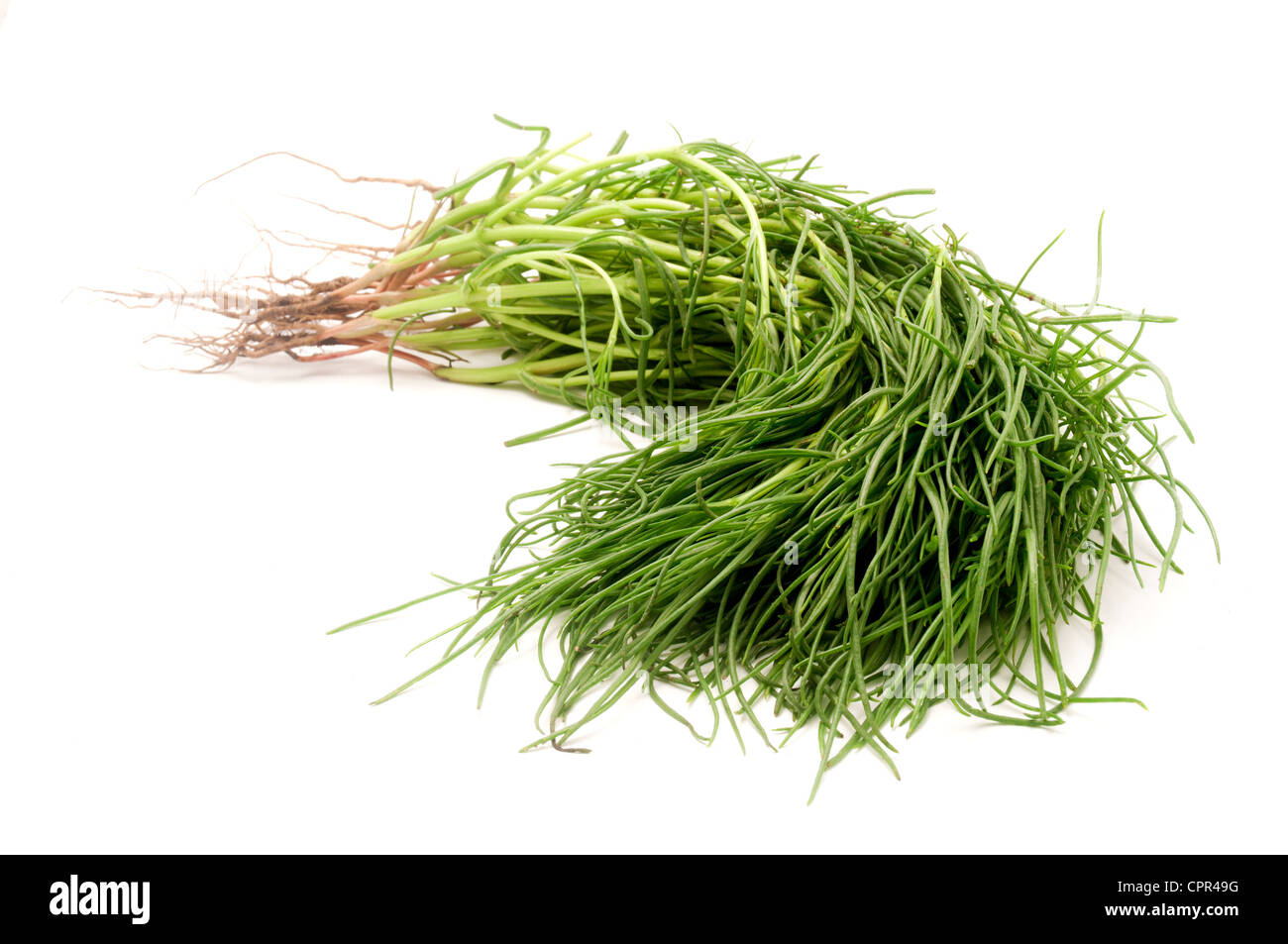 Opposite Leaved Saltwort on a white background Stock Photo