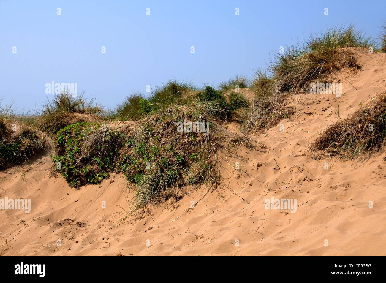 Sand dunes coastal hi-res stock photography and images - Alamy