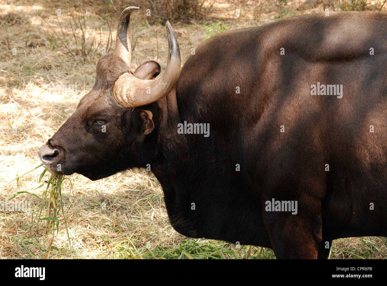 gaur or indian bison Stock Photo