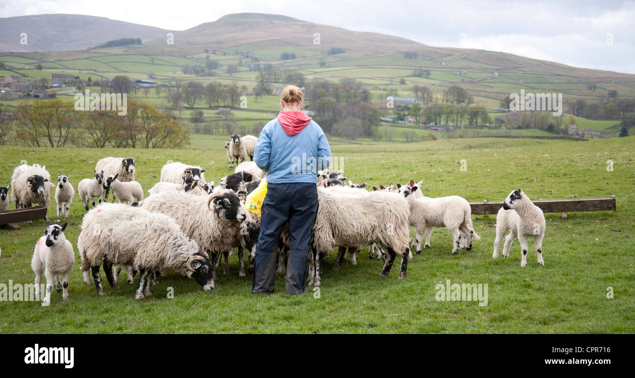 Sheep and lambs being fed in the Yorkshire Dales Stock Photo