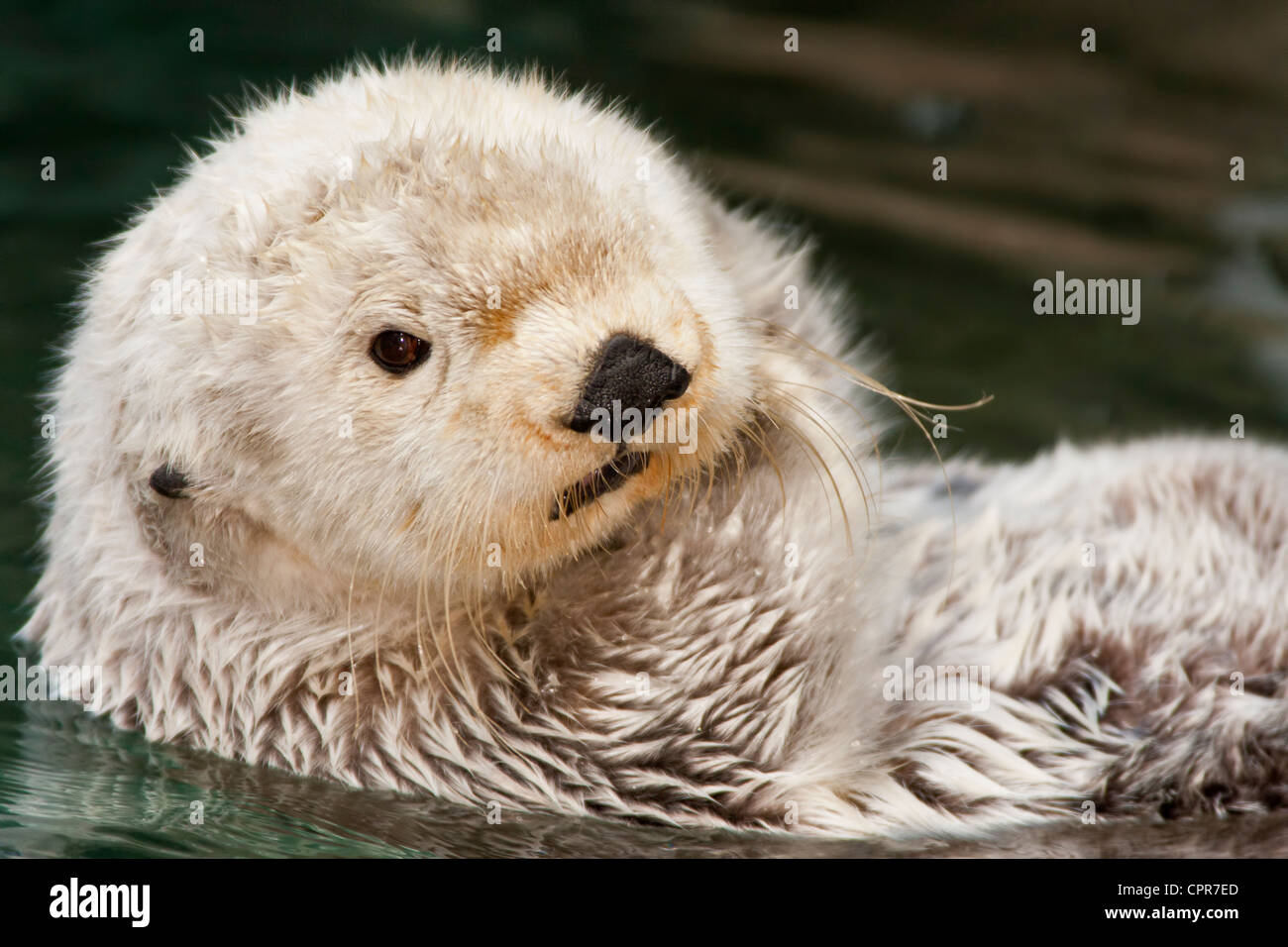 Sea otter playing in aquarium pool-Note-Captive subject. Stock Photo