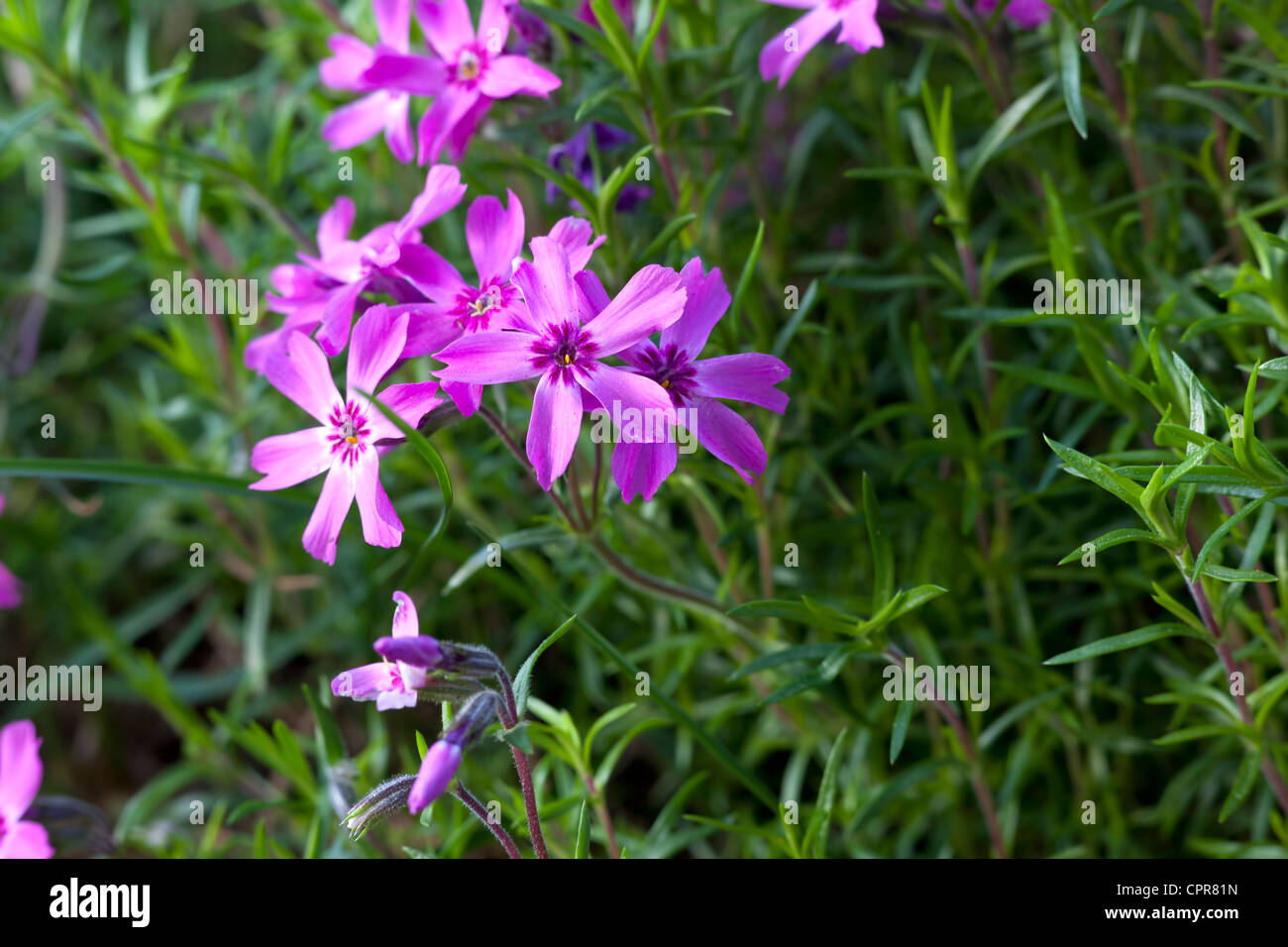 Some phlox flowers. Stock Photo