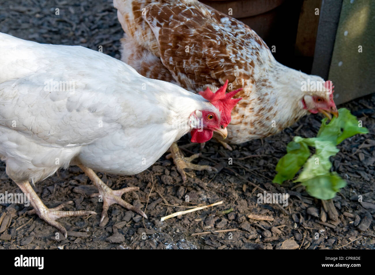 Free range chickens (variety brown amber and white star) eating green leaves in local garden in Bristol, uk Stock Photo