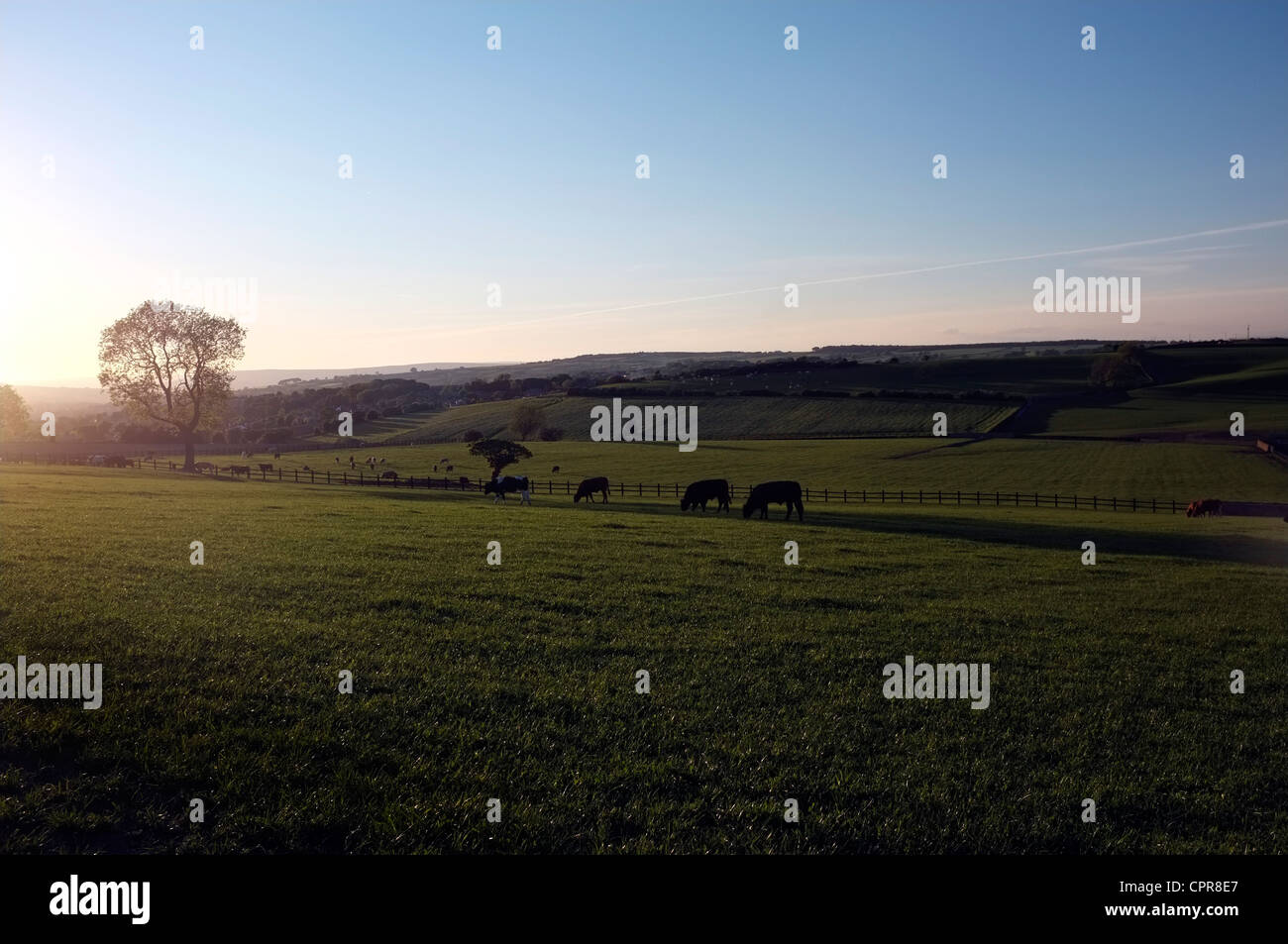 Fields cows yorkshire hi-res stock photography and images - Alamy