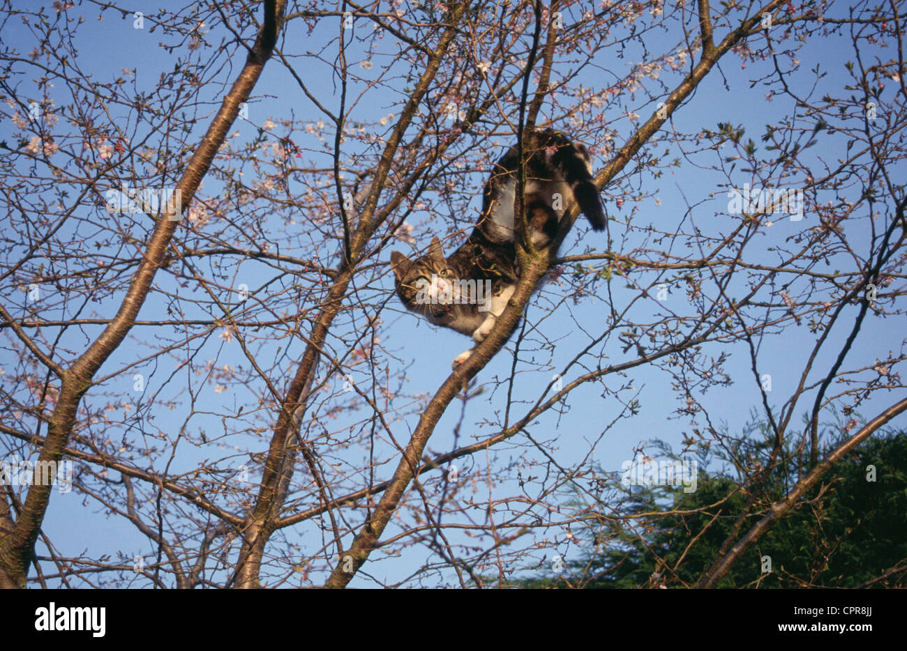Kitten Stuck up Tree Stock Photo Alamy