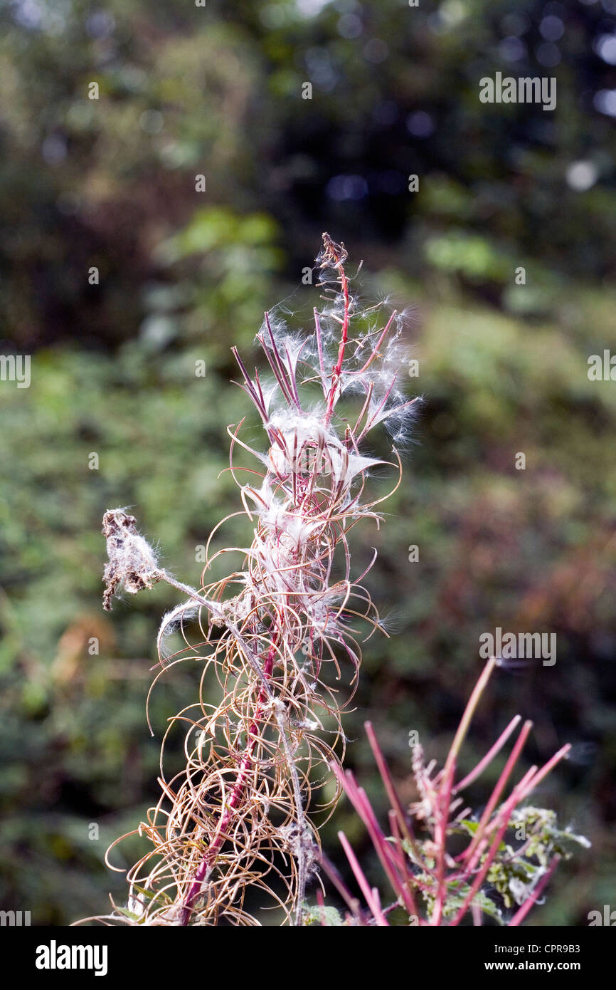 Rosebay Willow-herb seed heads Cheshire England Stock Photo