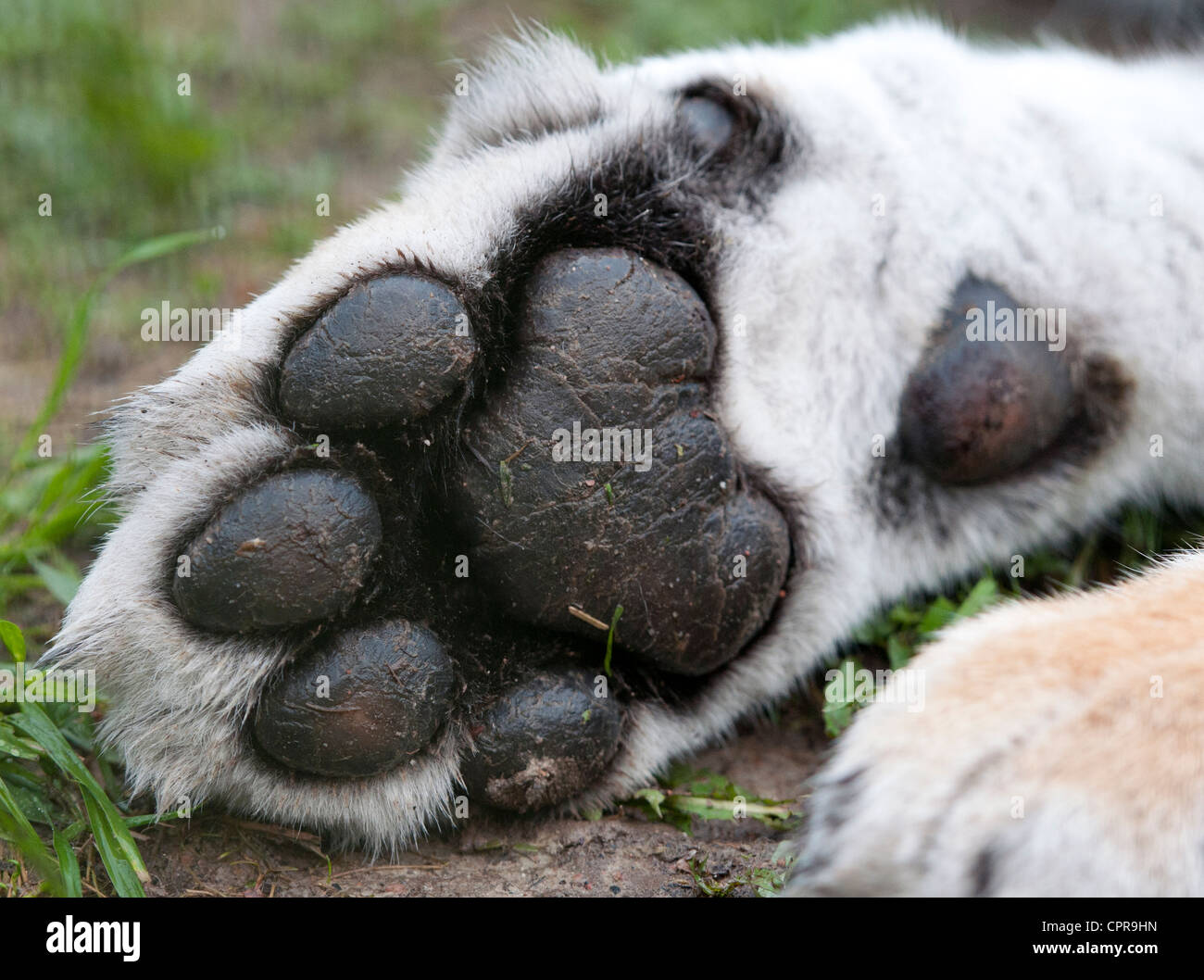 Front paw of female adult Amur (Siberian) tiger Stock Photo