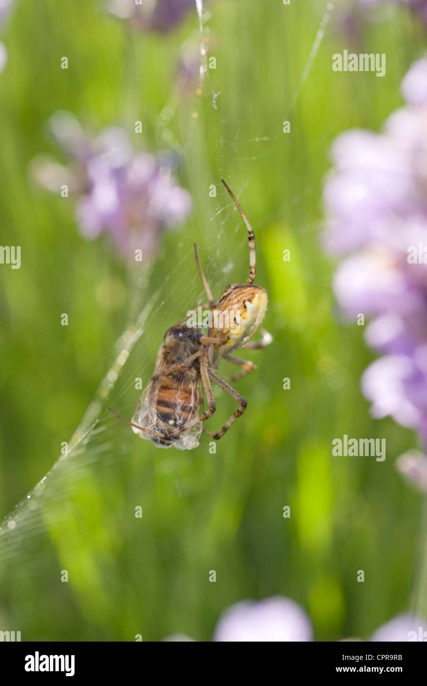 Weaver spider wrapping up a bee in web amongst lavender flowers Stock Photo