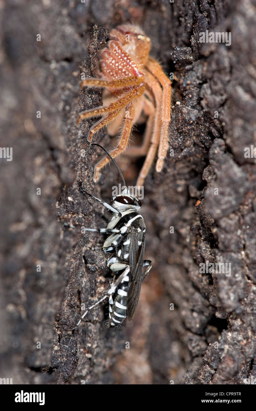 Zebra spider hunter wasp with her paralyzed prey Stock Photo