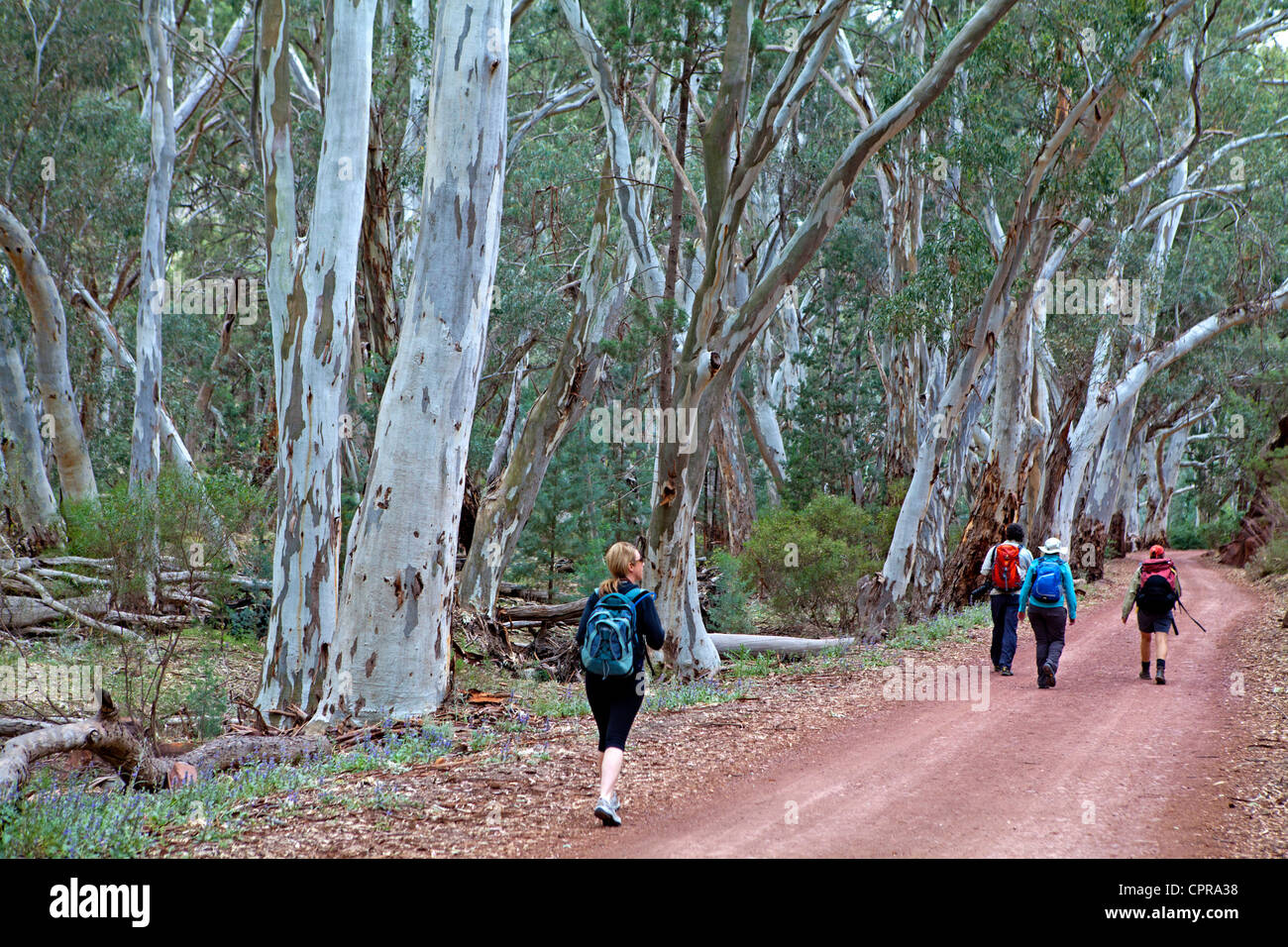 Bushwalkers in Wilpena Pound in South Australia's Flinders Ranges Stock ...