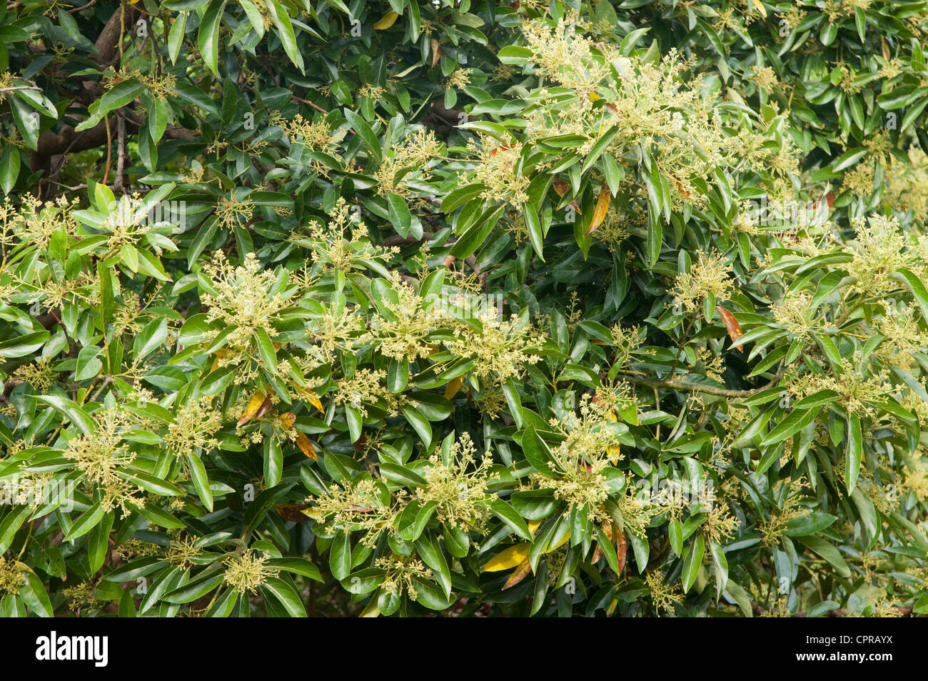 Flowering avocado tree, Kauai, Hawaii Stock Photo Alamy