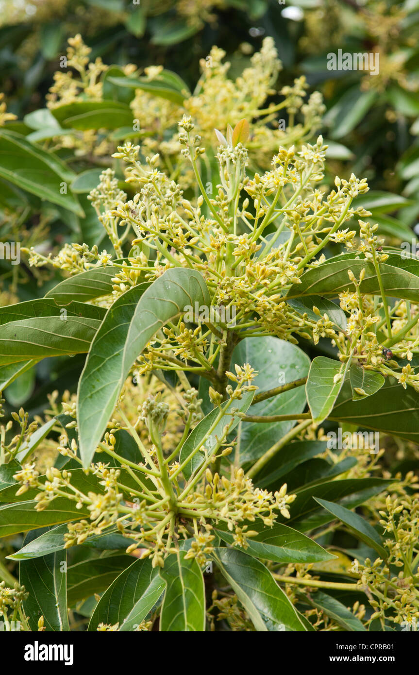 Flowering avocado tree, Kauai, Hawaii Stock Photo Alamy