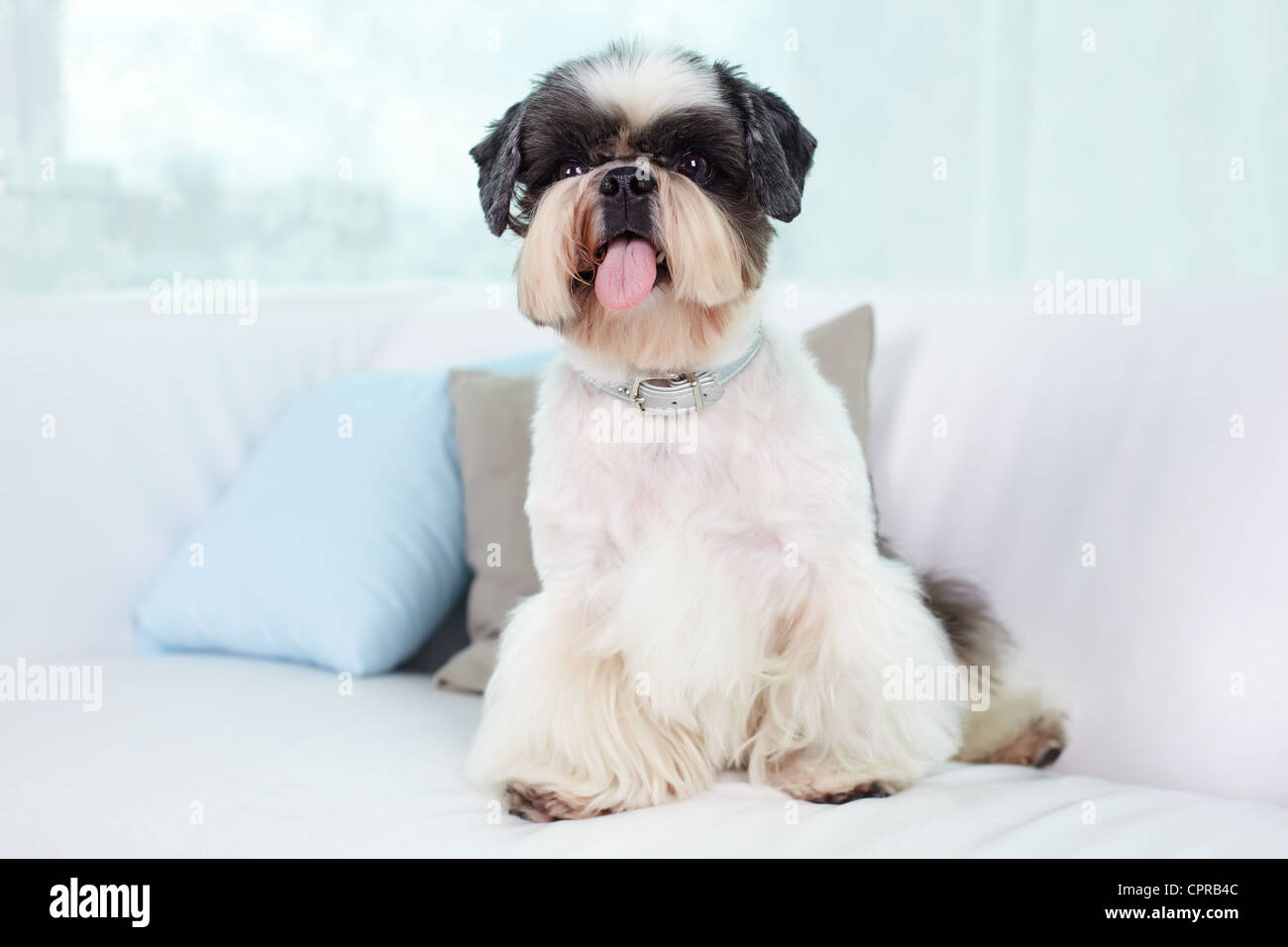 Young Shihtzu Puppy Sitting Inside Pink Shih Tzu Dog Toys Stock Photo  Background, Shih Tzu, Blue Fur, Cotton Candy Clouds Background Image And  Wallpaper for Free Download