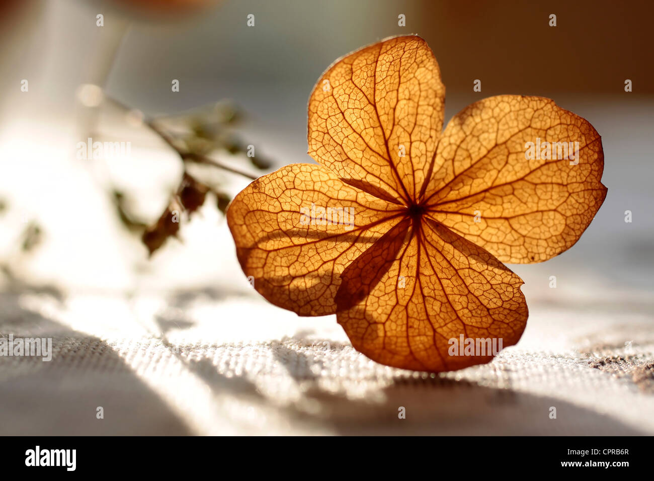 Autumn decoration with dried plant Stock Photo