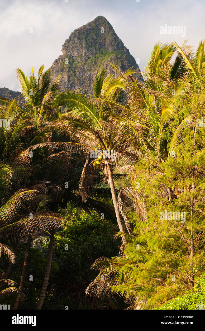 Kalalea Mountains & palm trees, Kauai, Hawaii Stock Photo Alamy