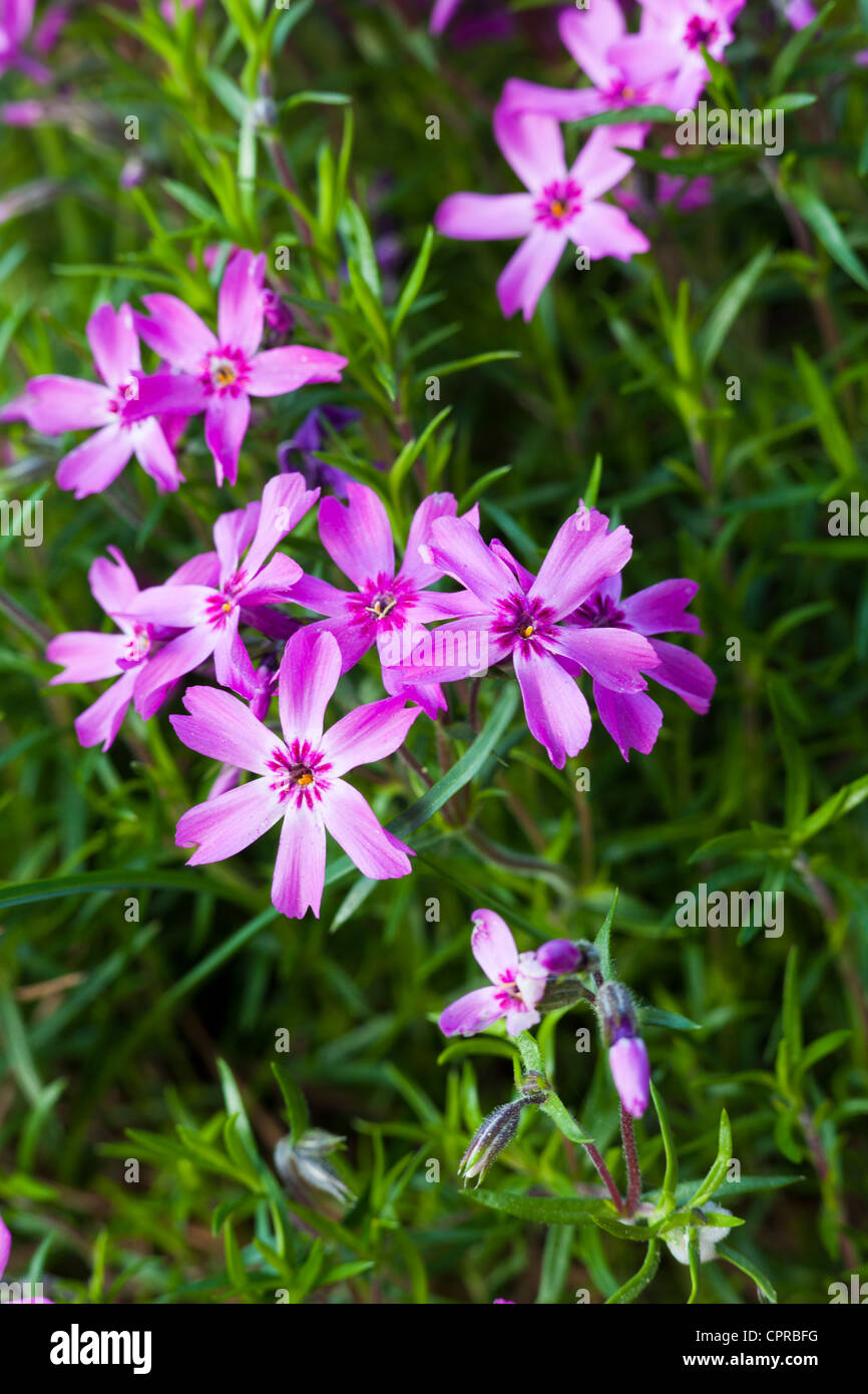 Pink phlox flowers. Stock Photo