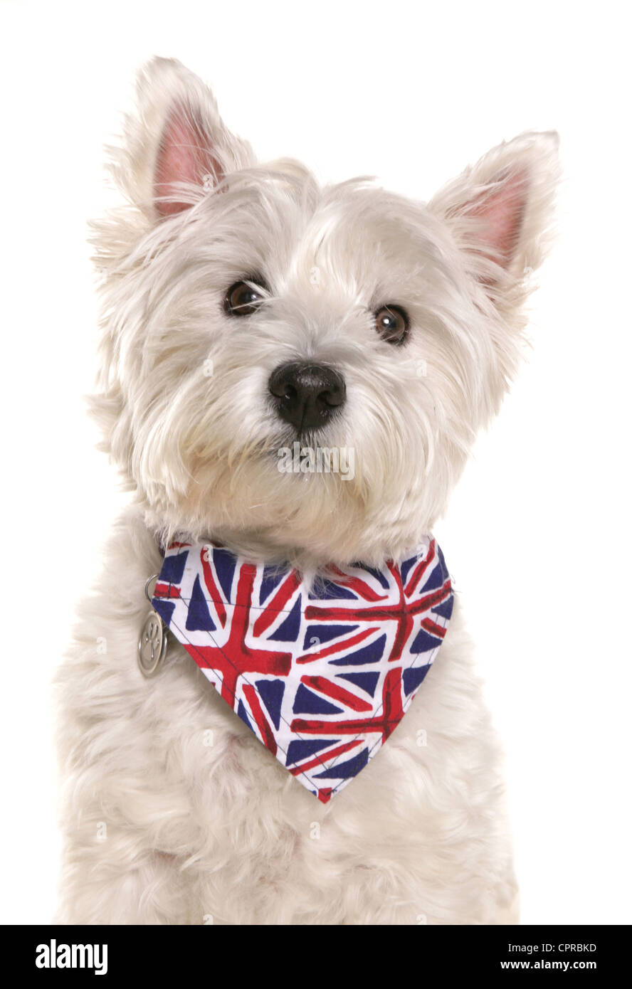 Westie Pet Bandana Westie Pet Bandana