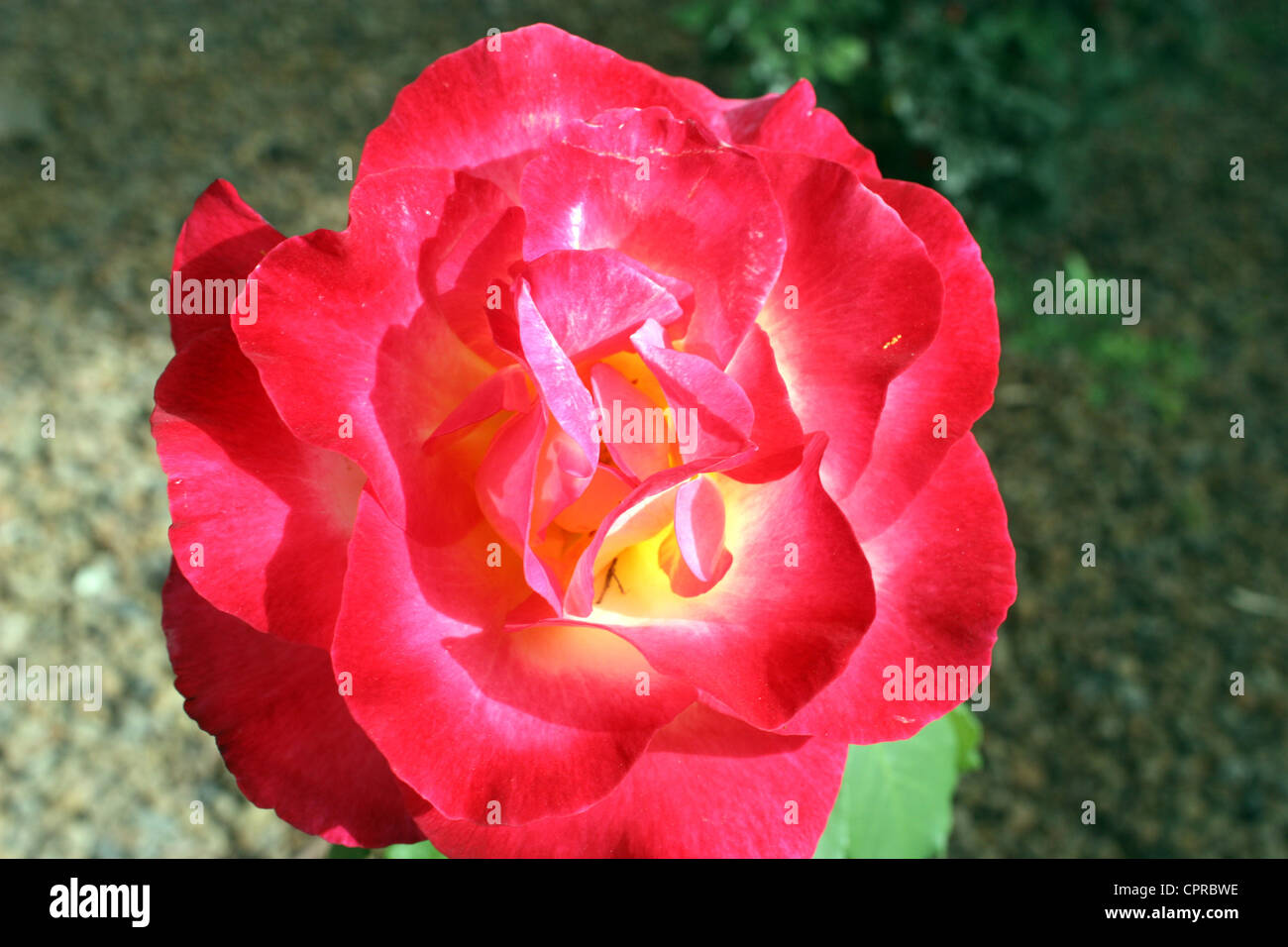 A Red rose flower Stock Photo