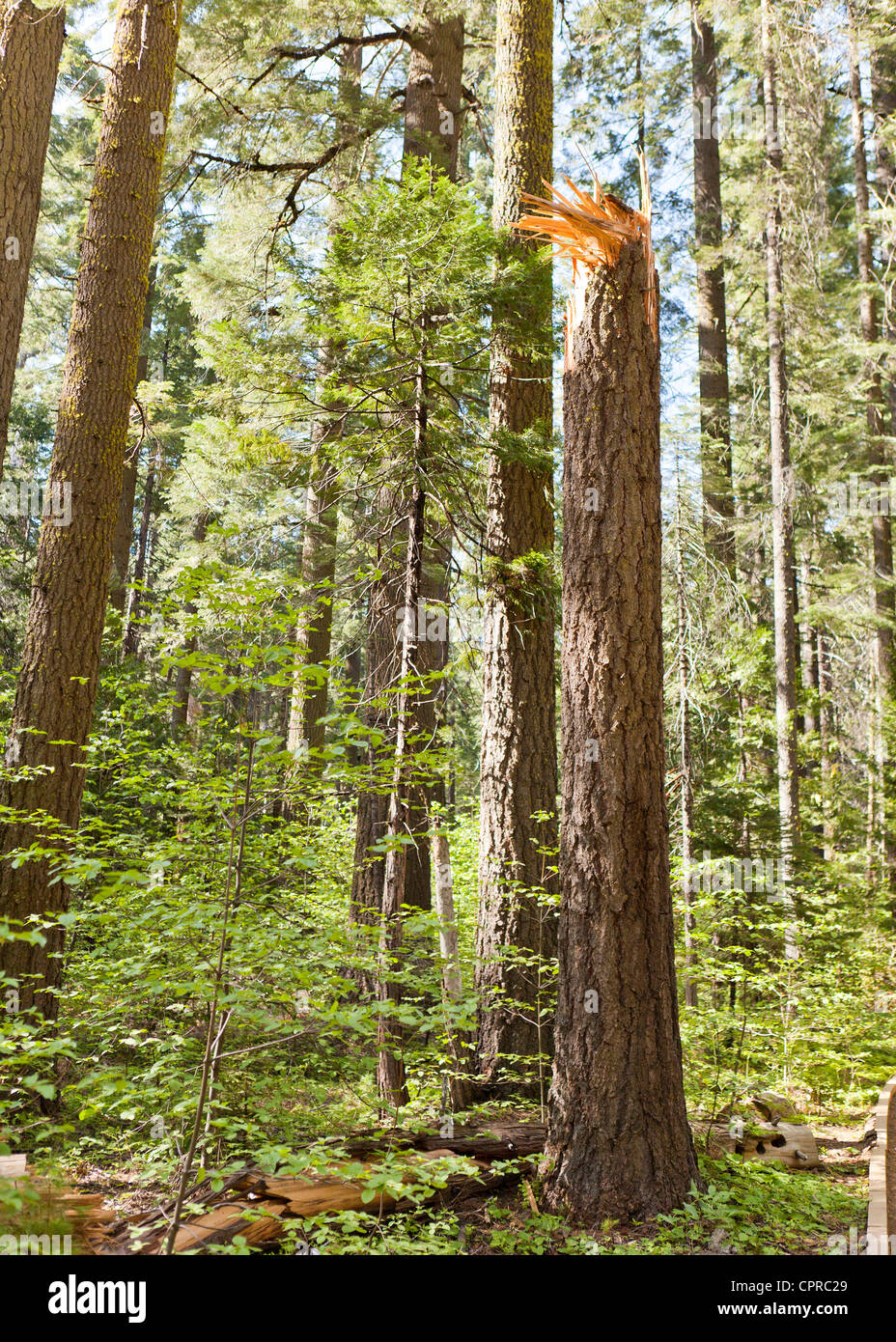 Broken tree trunk due to high winds Stock Photo