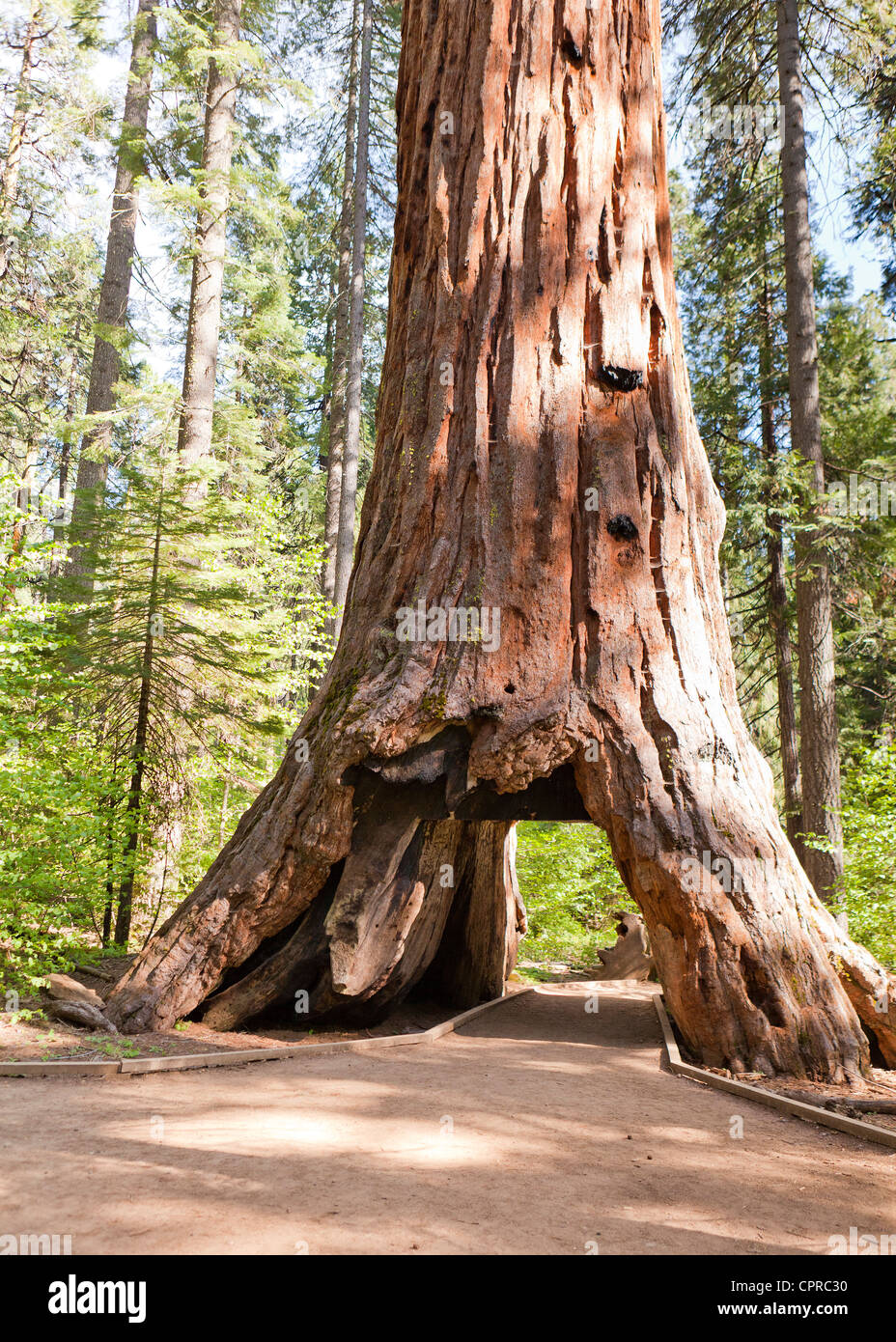 The giant sequoia Pioneer Cabin Tree - Calaveras Big Tree State Park, California USA Stock Photo